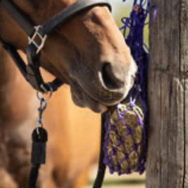 Equilibrium Munch Net