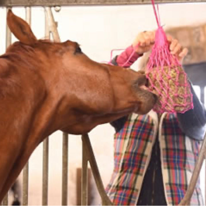 Equilibrium Munch Net